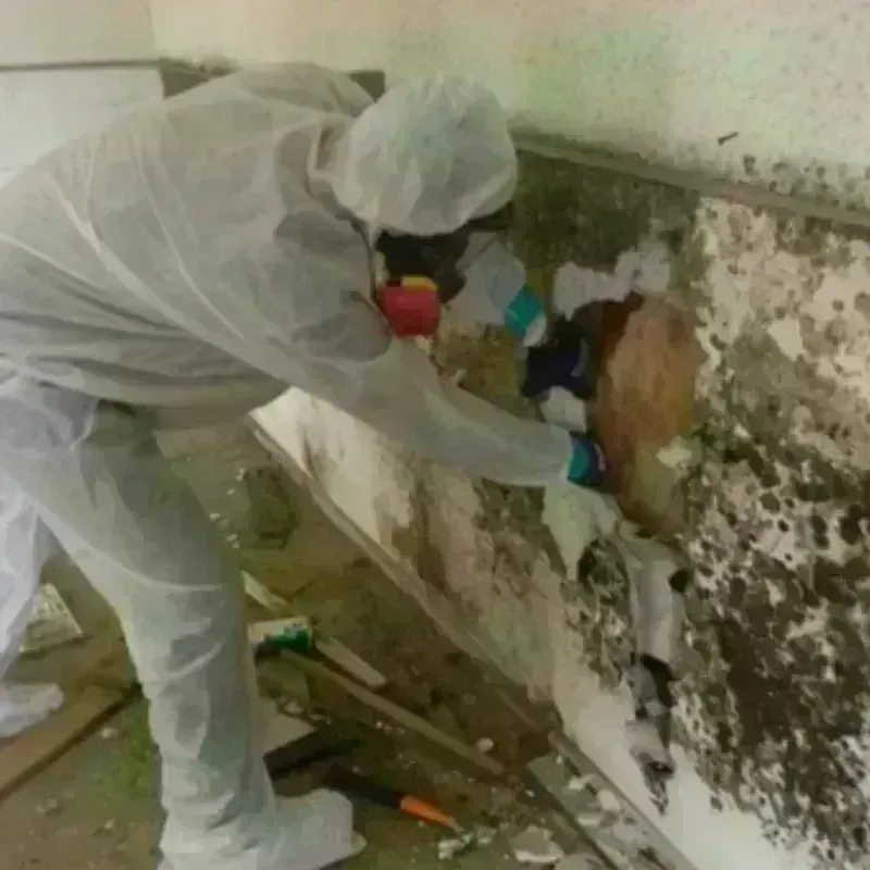 Mold Remediation and Removal in Carthage, TX